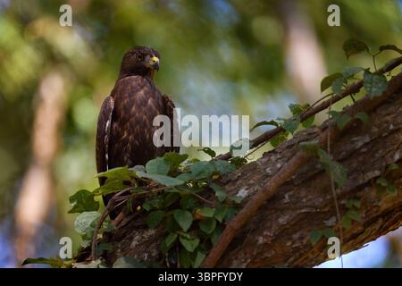 Falco nero comune, Buteogallus anthracinus, uccello preda seduto sul ramo nell'habitat naturale, foresta tropicale. Brown Hawk sul tronco dell'albero, Tar Foto Stock