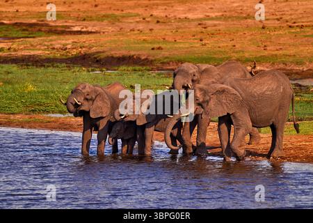 Scena della fauna selvatica dalla natura. Lago con grandi animali. Una mandria di elefanti africani che beve dal fiume, sollevando i loro tronchi, Chobe National Park, Botswan Foto Stock