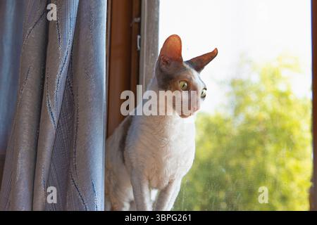 Gatto Cornish Rex con pelliccia bianca riccia e toppe colorate sedute sul davanzale della finestra che guardano all'esterno, luce del sole e alberi sullo sfondo, perfetto per interni Foto Stock