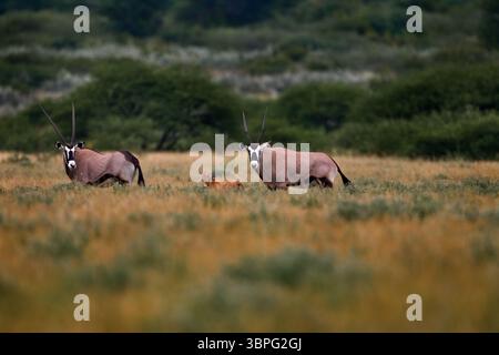 Orice con erba d'arancio al tramonto. Famiglia con giovani. Fauna selvatica del Kalahari centrale. Splendida antilope gemsbok dal Botswana, Africa. Gemsboc Foto Stock