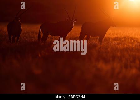 Fauna selvatica del Kalahari centrale. Splendida antilope gemsbok dal Botswana, Africa. Orice con erba d'arancio al tramonto. Gemsbock grande antilope dentro Foto Stock