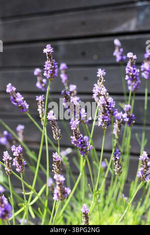 Il viola profondo dei fiori di lavanda si apre contro un capannone di legno dipinto di nero Foto Stock