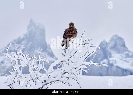 Chimango caracara, Phalcoboenus chimango, uccelli rapaci seduti sulla pietra. Falco chimango selvatico nell'habitat naturale, Torres del Pine NP in Cile. A. Foto Stock