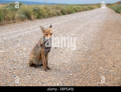 Una volpe rossa siede tranquillamente su una strada di ghiaia, circondata da erba e natura selvaggia, a bardenas reales in spagna, la scena serena ritrae la fauna selvatica nella sua natura Foto Stock