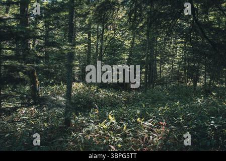 Nel cuore della foresta estiva Foto Stock