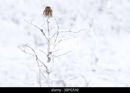 Gufo, Patagonia invernale. Gufo di pygmy australiano, Glaucidium nana, seduto sul ramo dell'albero con fondo innevato d'inverno chiaro. Uccello selvatico nella natura habi Foto Stock