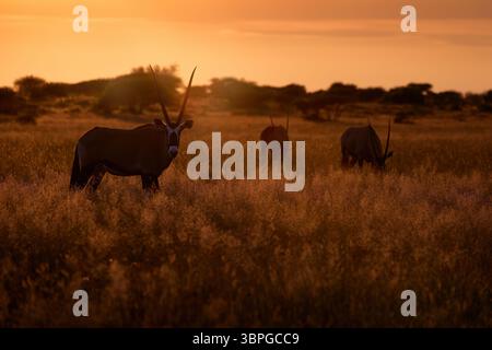 Orice con erba d'arancio al tramonto. Gemsbock grande antilope nell'habitat naturale, deserto selvaggio del Botswana. Fauna selvatica del Kalahari centrale. Splendida e iconica ge Foto Stock