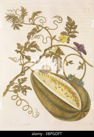 Illustrazione botanica ed entomologica da Metamorphosis Insectorum Surinamensium (1705) di Maria Sibylla Merian, con un vitigno ad anguria con frutta, fiori, brugole, uovo e falena, documentare le fasi della vita degli insetti insieme alle specie di piante tropicali osservate nel Suriname. Foto Stock