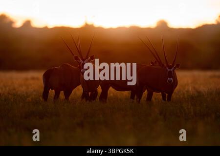 Orice con erba d'arancio al tramonto. Gemsbock grande antilope nell'habitat naturale, deserto selvaggio del Botswana. Fauna selvatica del Kalahari centrale. Splendida e iconica ge Foto Stock