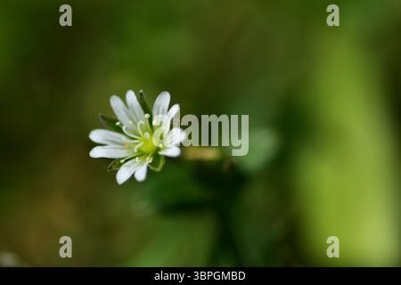 Primo piano di piccoli fiori selvatici bianchi con delicati petali e centro verde, catturati su uno sfondo naturale sfocato. Dettagli floreali minimalisti evocati Foto Stock