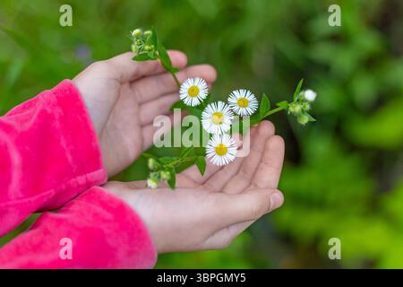 Bambino che tiene in mano piccole margherite selvatiche. Primo piano delle mani di un bambino che tiene delicatamente margherite selvatiche in fiore all'aperto, simboleggiando la natura e l'innocenza Foto Stock