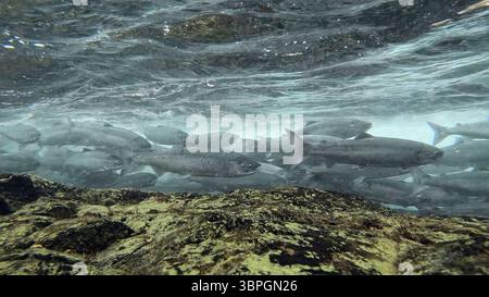 Salmone di Sockeye, Oncorhynchus nerka, fresco fuori dall'oceano , argento ancora migrato in un fiume verso i terreni di riproduzione Foto Stock