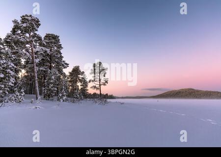 Vista degli alberi innevati che si innalzano a sentinella lungo un paesaggio ghiacciato sotto un tranquillo cielo pastello inondato nelle sfumature di rosa e blu, Karigasniemi, Lapponia, Finlandia. Foto Stock