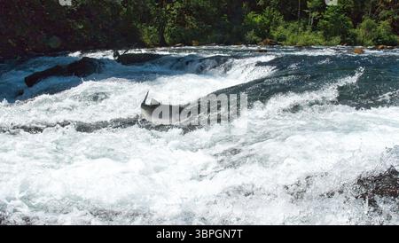 Il salmone di Sockeye salta sulle rapide di un fiume durante la migrazione verso i terreni di riproduzione Foto Stock