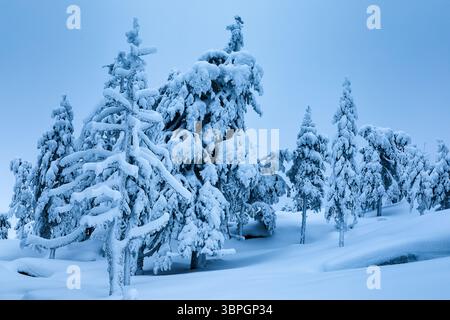Vista degli alberi carichi di neve si staglia nella maestosità silenziosa, un paese delle meraviglie invernale dipinto in tonalità di bianco e blu, bellezza incontaminata nel paesaggio ghiacciato, Rovaniemi, Finlandia. Foto Stock