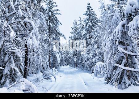 Vista di un sentiero carico di neve che attraversa una fitta foresta, dove gli alberi sono avvolti da spesse coperte bianche sotto un cielo tenue, Rovaniemi, Finlandia. Foto Stock