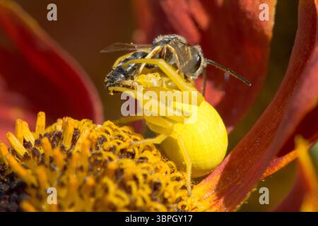 Ragno granchio floreale, Misumena vatia che mangia una piccola ape preda, una femmina che ha cambiato colore in quello del fiore di elenio per mimetizzare Foto Stock