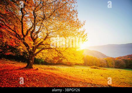 Bella giornata di sole e faggio da solo. Fogliame colorato nel parco autunnale. Luogo dell'Ucraina, Europa. Sfondo stagionale. Foto Foto Stock