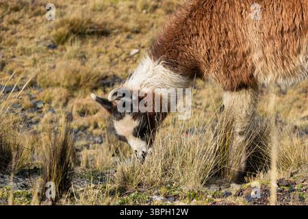 Foto ravvicinata di un lama marrone e bianco che si nutre di erba secca nella regione andina Foto Stock