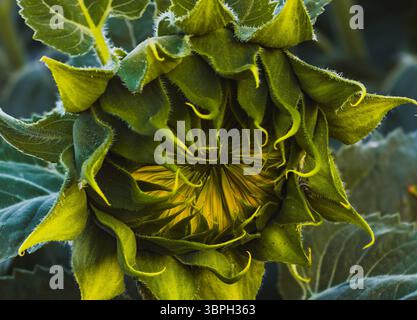 Bocciolo di girasole non aperto con petali verdi ricciolati, Călărași, Romania, 29 giugno 2025 Foto Stock