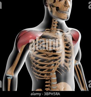 Questa illustrazione 3d mostra la vista frontale dei muscoli deltoidi sul corpo radiogeno Foto Stock
