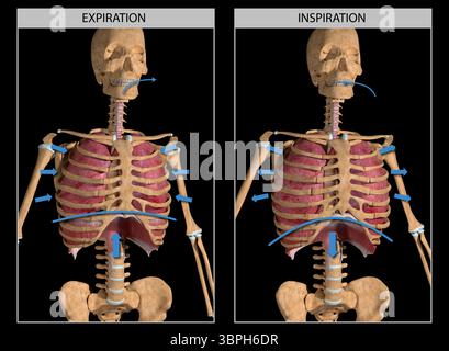 Questa è un'illustrazione 3d della meccanica della respirazione Foto Stock
