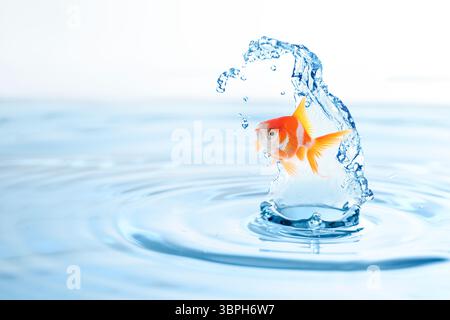 Bellissimo pesce oro luminoso che salta fuori dall'acqua su sfondo bianco Foto Stock