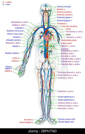 Diagramma anatomico semplificato del sistema circolatorio umano in vista anteriore, evidenziando le arterie principali (rosso) e le vene (blu) in tutto il corpo. Questa illustrazione didattica identifica i vasi chiave come l'aorta, le arterie e le vene polmonari, le vene, le arterie carotidee, le vene femorali e molti altri. Foto Stock