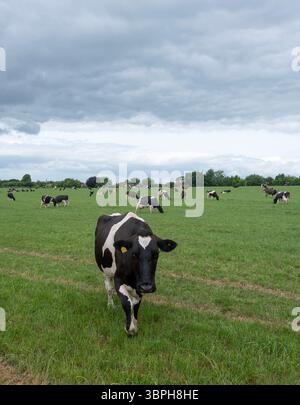 Grandi mandrie di mucche maculate bianche e nere pascolano sotto il cielo grigio nel prato verde vicino a nord giù nel Kent Foto Stock