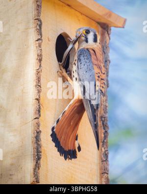 Gheppio americano maschio (Falco sparverius) che alimenta i suoi giovani in una scatola di legno nella contea di Lassen, California. Foto Stock