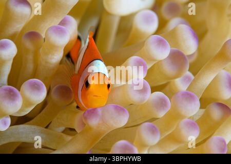 Novellame anemonefish falso, Amphiprion ocellaris, Tulamben, Bali, Indonesia, Pacifico Foto Stock