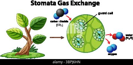 Illustrazione vettoriale che mostra lo scambio di gas di stomata negli impianti. Include la struttura dettagliata delle cellule vegetali e le rappresentazioni molecolari Illustrazione Vettoriale