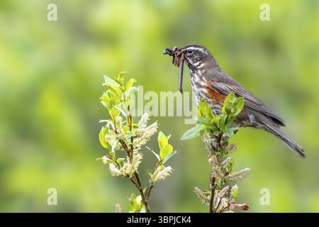 Redwing (Turdus iliacus) sul suo apice con prede nel suo becco, parco naturale, Dalvik, Islanda, Europa Foto Stock