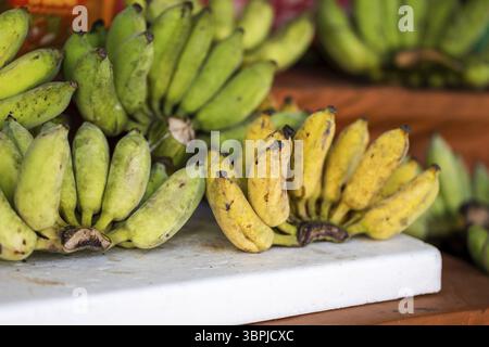 Piccole banane thailandesi, banane fresche verdi e gialle al mercato. Banane Pisang Awak in Thailandia Foto Stock