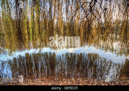 I rami di un salice piangente con foglie di colore autunnale pendono su un lago sulla riva Foto Stock