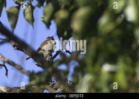 Uccello passero nell'albero, grazioso uccellino seduto sul ramo Foto Stock