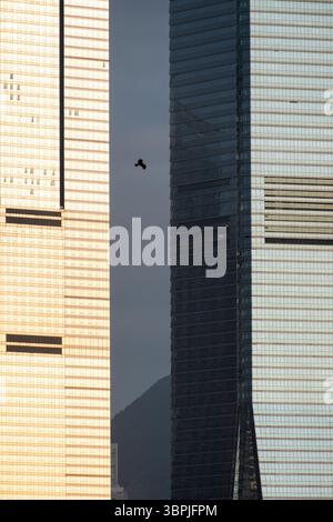 Un'aquila che si libra tra due edifici commerciali di Hong Kong, catturando il contrasto tra natura e architettura urbana. Foto Stock