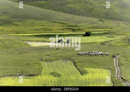 Un gregge di pecore che pascolano in un paesaggio dolcemente ondulato caratterizzato da prati verdi e da un ambiente naturale idilliaco, prati, valli, fiori in fiore Foto Stock