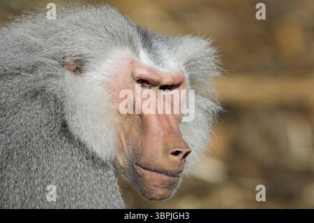 Un babbuino maschile esamina i suoi dintorni con attenzione e scetticismo Foto Stock
