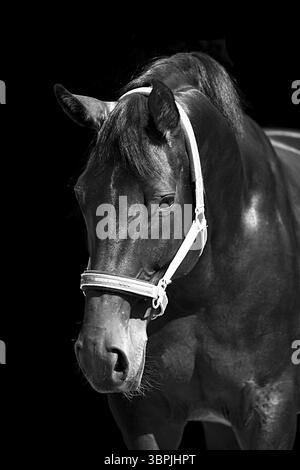 Ritratto cavallo in bianco e nero Foto Stock