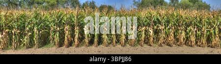 Granturco maturo in un campo poco prima del raccolto, Francoforte sul meno, Germania, Europa Foto Stock