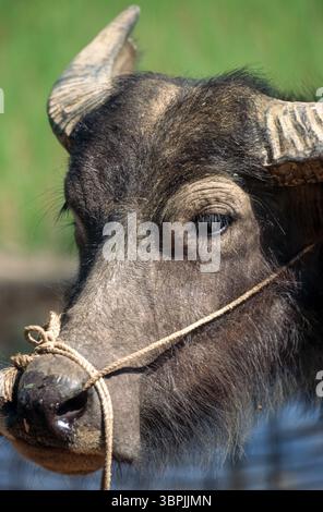 Diapositiva scansionata di una storica fotografia a colori della testa di un bufalo d'acqua in Vietnam Foto Stock