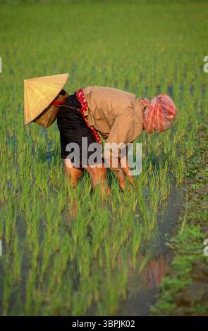 Diapositiva scansionata di una fotografia storica a colori di una donna irriconoscibile che raccoglie riso in un campo di riso nel Vietnam del Nord Foto Stock