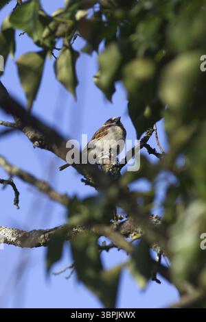 Uccello passero nell'albero, grazioso uccellino seduto sul ramo Foto Stock