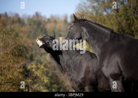 Due cavalli che si divertono e fanno facce divertenti. cavallo sorridente che fa grimace Foto Stock