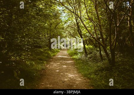 L'illustrazione dal design piatto mostra uno stretto sentiero sterrato che si snoda attraverso la lussureggiante tettoia della foresta con felci Foto Stock