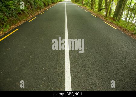 La strada asfaltata dal design piatto si sta piegando nella tettoia forestale con linee centrali bianche e marcatori gialli Foto Stock