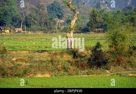 Diapositiva scansionata di una storica fotografia a colori di risaie in Vietnam Foto Stock