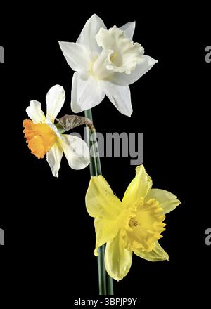 Splendidi fiori di narciso bianchi e gialli in fiore isolati su sfondo nero. Fiore primo piano, Odessa, Ucraina, Europa Foto Stock
