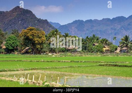 Diapositiva scansionata di una storica fotografia a colori di risaie in Vietnam, Vietnam, Asia Foto Stock